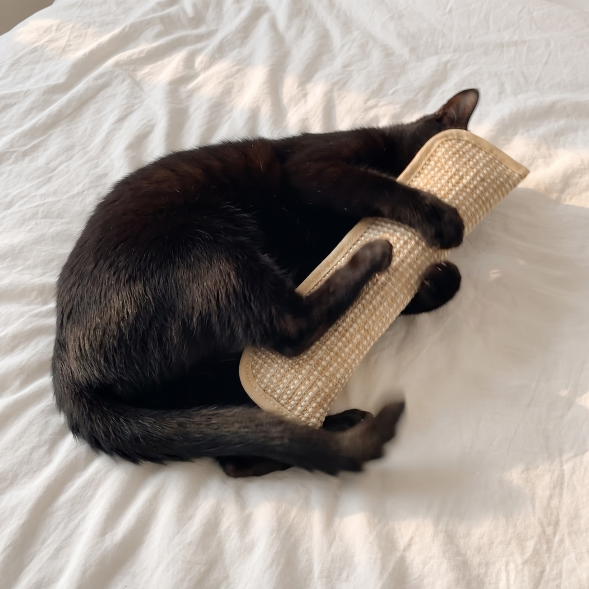Black cat kicking the sisal kicker on a bed