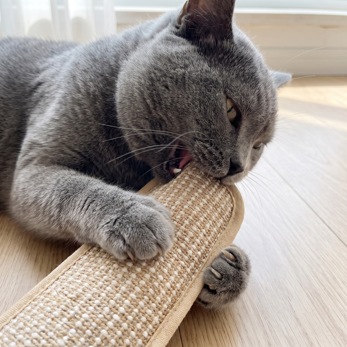 Grey cat biting the sisal kicker instead of hands